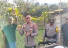 Dukung-potensi-daerah:-Kapolres-TTS-temukan-Apel-Soe-yang-melegenda