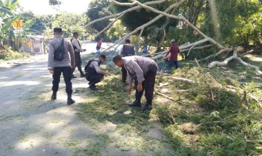 Pohon-Tumbang-di-Tengah-Jalan,-Polsek-Batu-Putih-Gerak-Cepat-Melakukan-Upaya-Pembersihan