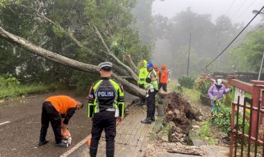 Pohon-Tumbang-di-Tengah-Jalan,-Gerak-Cepat-Polres-TTS-Melakukan-Upaya-Pembersihan