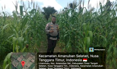 Bhabinkamtibmas-Amanuban-Selatan-Lakukan-Monitoring-di-Kebun-Jagung-Binaan-Polri