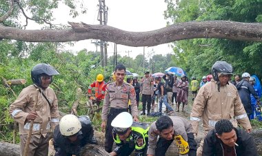 Gerak-Cepat-Aparat-Polres-TTS-&-BPBD-TTS-,PLN-Ranting-SoE-Atasi-Pohon-Tumbang-Di-Jalan-Trans-Utara-SoE-Kapan