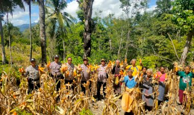 Dukung-Ketahanan-Pangan,-Polsek-Amanuban-Timur-Gelar-Panen-Jagung-Perdana-di-Desa-Teluk