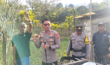 Dukung-potensi-daerah:-Kapolres-TTS-temukan-Apel-Soe-yang-melegenda