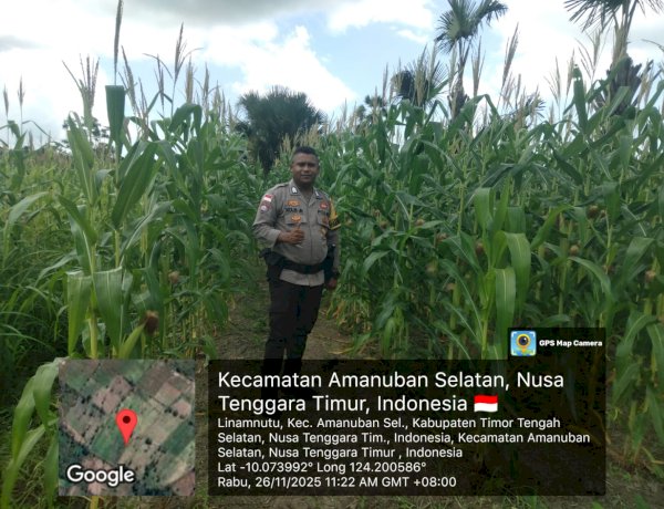 Bhabinkamtibmas Amanuban Selatan Lakukan Monitoring di Kebun Jagung Binaan Polri