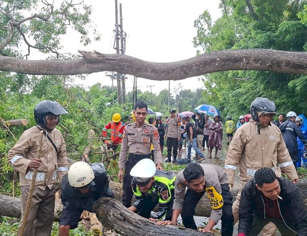 Gerak Cepat Aparat Polres TTS & BPBD TTS ,PLN Ranting SoE Atasi Pohon Tumbang Di Jalan Trans Utara SoE-Kapan