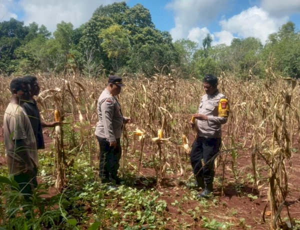 Sinergi Polri dan Petani Polen: Panen Jagung di Lahan CPCL