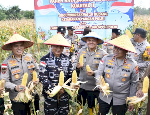 Di Tengah Hujan, Kapolda NTT Pimpin Semangat Ketahanan Pangan Lewat Panen Raya Jagung 2026