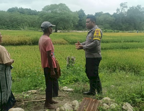 Dukung Ketahanan Pangan, Bhabinkamtibmas Polsek Amanuban Timur Sambangi Petani Padi di Sawah Toiliuksaen, Desa Billa