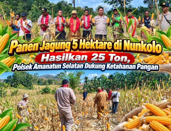 Panen Jagung 5 Hektare di Nunkolo Hasilkan 25 Ton, Polsek Amanatun Selatan Dukung Ketahanan Pangan