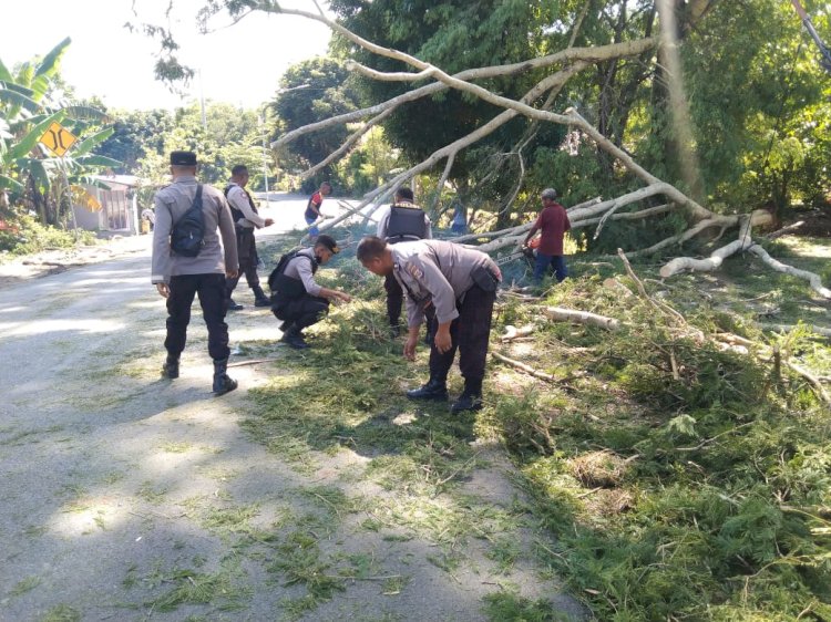Pohon Tumbang di Tengah Jalan, Polsek Batu Putih Gerak Cepat Melakukan Upaya Pembersihan