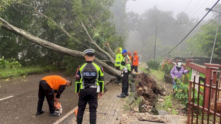 Pohon Tumbang di Tengah Jalan, Gerak Cepat Polres TTS Melakukan Upaya Pembersihan