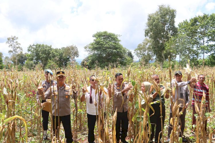 Dukung ketahanan Pangan,  Polres TTS Panen raya Jagung