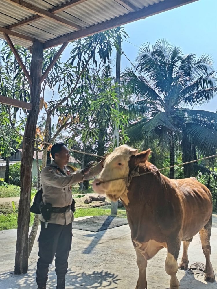 Sapi Milik Bhabinkamtibmas Terpilih Jadi Hewan Kurban Presiden Prabowo di Indragiri Hulu