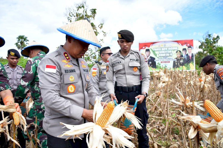Kapolda NTT Pimpin Panen Raya Jagung Serentak, Dorong NTT Jadi Lumbung Pangan Nasional