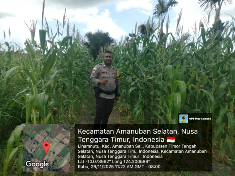 Bhabinkamtibmas Amanuban Selatan Lakukan Monitoring di Kebun Jagung Binaan Polri