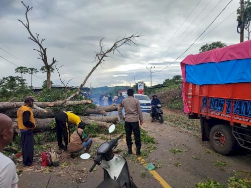 Respon cepat  Polres TTS Atasi Pohon Tumbang,  Lalu Lintas Kembali Kondusif