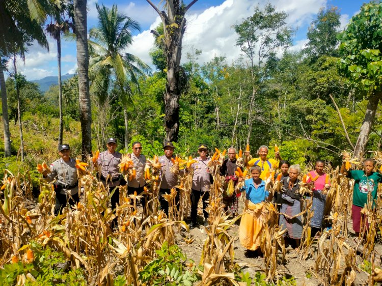 Dukung Ketahanan Pangan, Polsek Amanuban Timur Gelar Panen Jagung Perdana di Desa Teluk