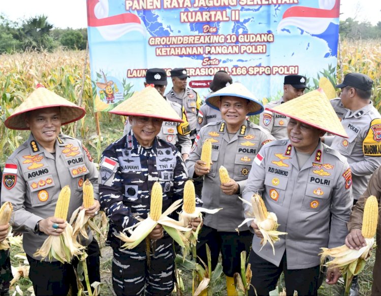 Di Tengah Hujan, Kapolda NTT Pimpin Semangat Ketahanan Pangan Lewat Panen Raya Jagung 2026