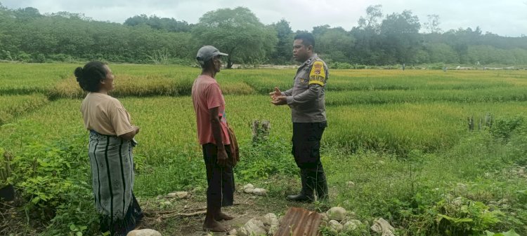 Dukung Ketahanan Pangan, Bhabinkamtibmas Polsek Amanuban Timur Sambangi Petani Padi di Sawah Toiliuksaen, Desa Billa